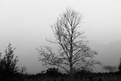 Bare tree against clear sky