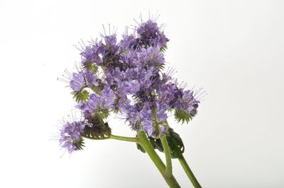 Close-up of flowering plant against white background