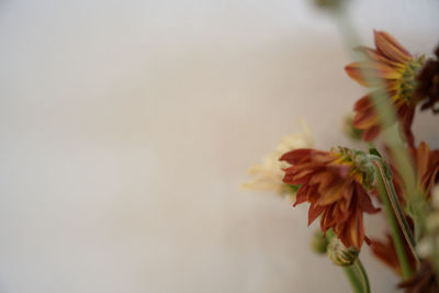 Close-up of flowering plant