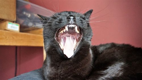 Close-up of animal yawning