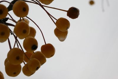 Low angle view of fruits hanging from ceiling