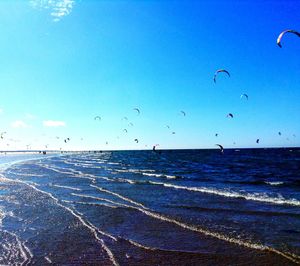 Birds flying over sea