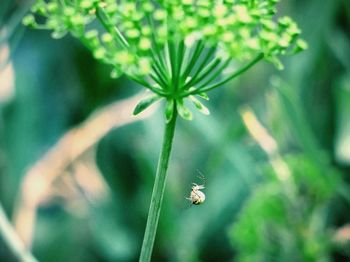 Close-up of insect on leaf