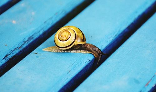 Close-up of snail