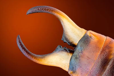 Side view of horse against black background