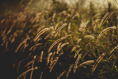 Close-up of crops on field