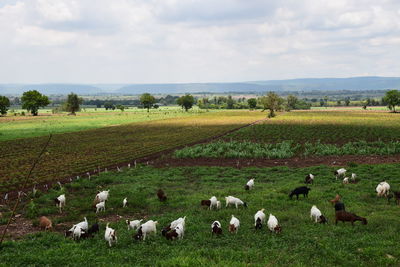 Flock of sheep on field