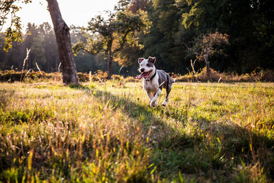 Dog running in field