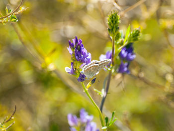 Close-up of butterfly on purple flower