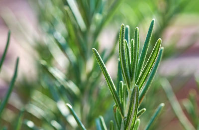 Close-up of fresh green rosemary plant