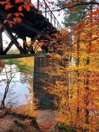 Tree by bridge in forest during autumn