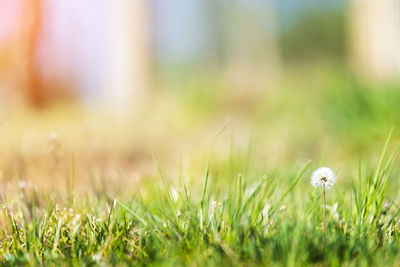 Close-up of flowering plants on field