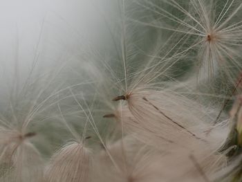 Close-up of dandelion