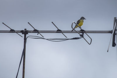 Low angle view of bird perching on cable against sky