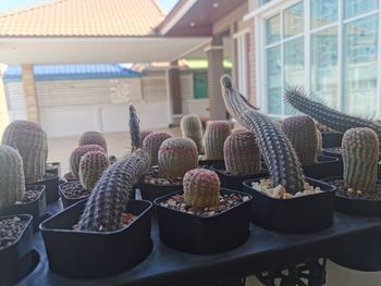 Close-up of cactus in basket on table