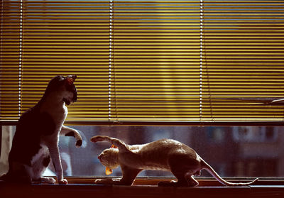 Two cats on window