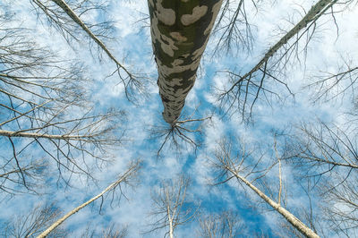 Low angle view of bare trees during winter