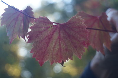 Close-up of leaf turning red with afternoon sunlight as backlighting 