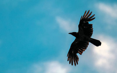 Low angle view of bird flying against sky