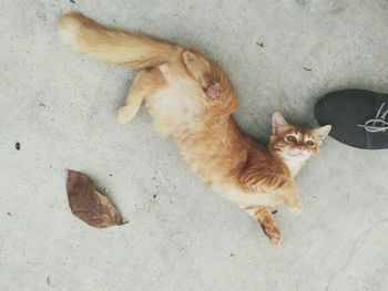 High angle view of cat