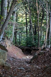 View of trees in the forest