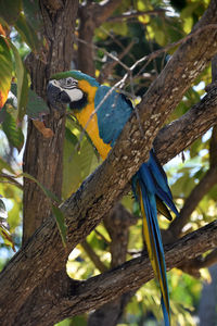 Beautiful blue and gold macaw bird perched in a tree in aruba.