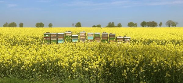 Scenic view of field against yellow sky