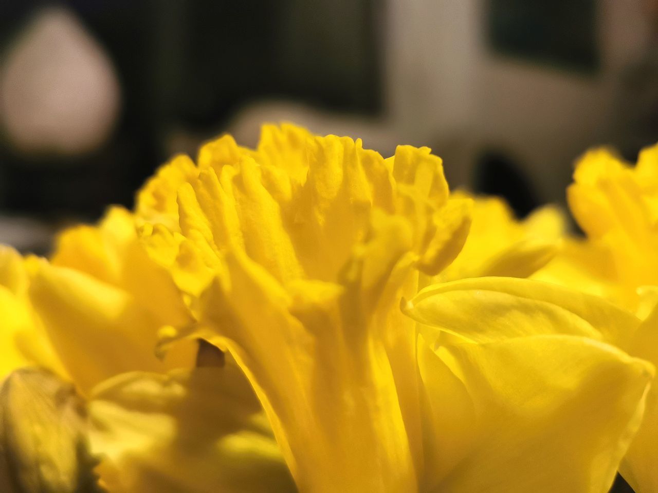 CLOSE-UP OF YELLOW FLOWER PLANT