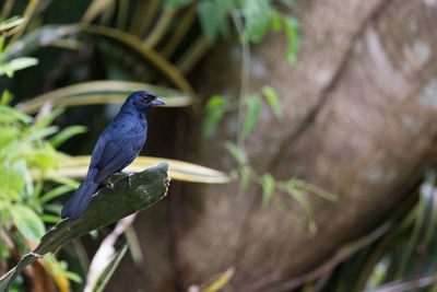 Close-up of bird perching on leaf