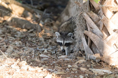 Young chubby raccoon procyon lotor hunts for food in the forest of naples, florida.