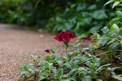 Close-up of red flowering plant on field