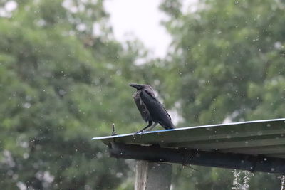 Close-up of bird perching on a rainy season