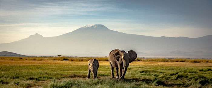 Elephants on land