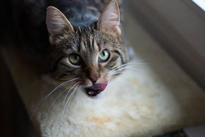 Close-up portrait of a cat