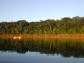 Reflection of trees in water