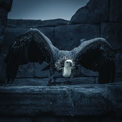 Bird with spread wings perching on wall at dusk