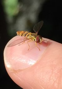 Close-up of insect on flower