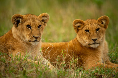 Close-up of two lion cubs lying side-by-side