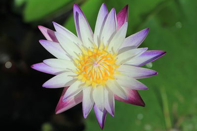 Close-up of purple flower