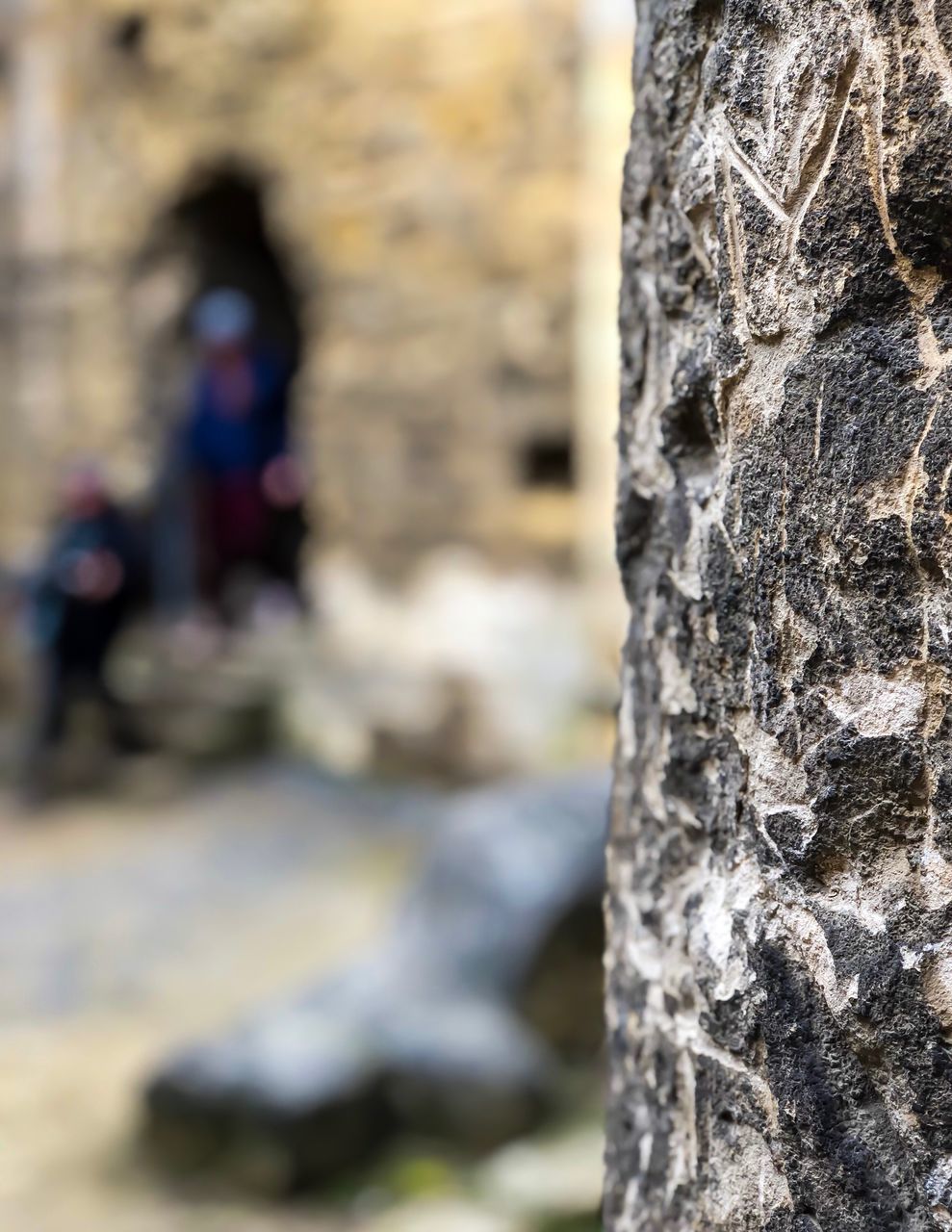 CLOSE-UP OF TREE TRUNK WITH ROCKS