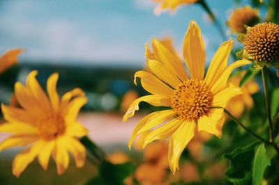Close-up of yellow flowering plant