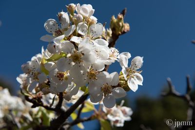 Close-up of white cherry blossoms against sky