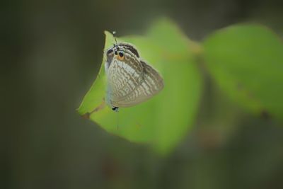 Close-up of butterfly on leaf