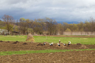 View of sheep on field