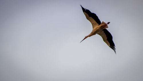 Bird flying in sky