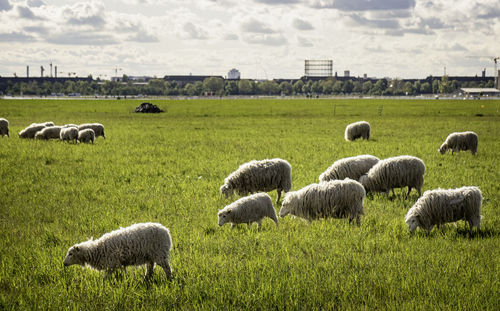 Sheep grazing in a field