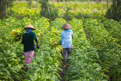 People working at a tobacco plantation.