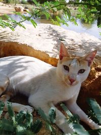 Portrait of cat sitting by plants