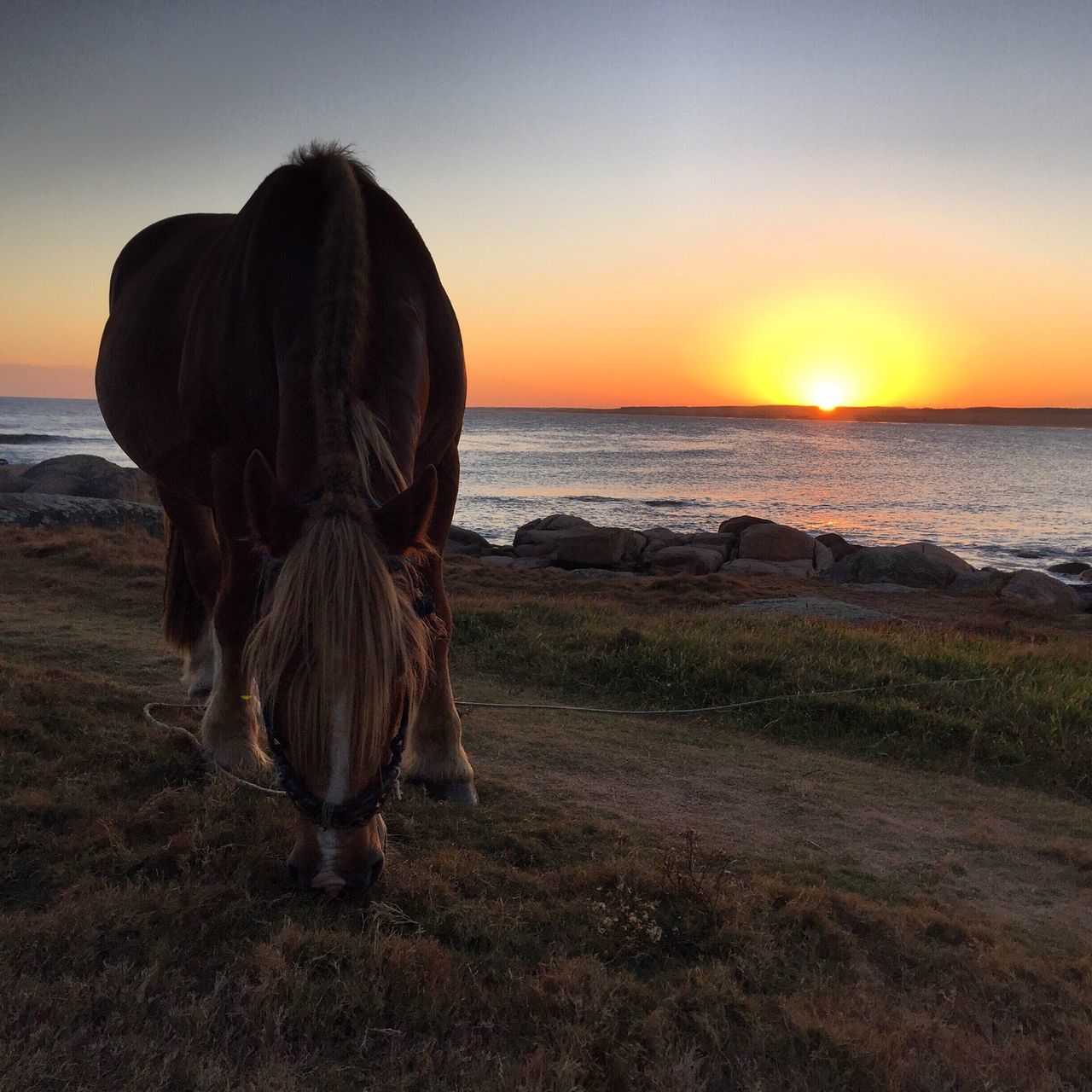 sunset, sea, horizon over water, orange color, water, sky, scenics, beauty in nature, tranquil scene, tranquility, beach, sun, nature, idyllic, shore, animal themes, silhouette, clear sky, outdoors, remote