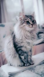 Cat sitting on table at home